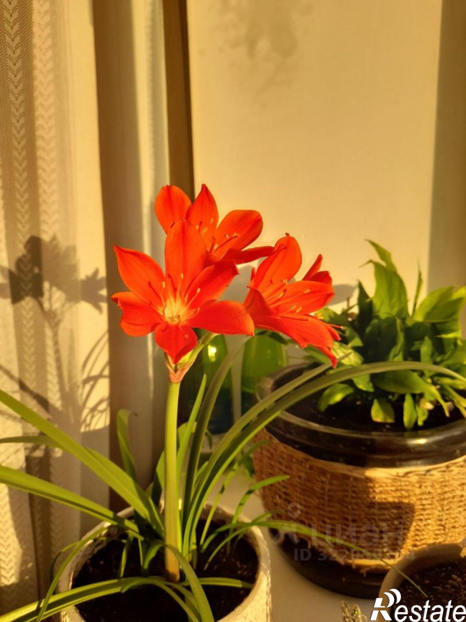 Сдать квартиру за 40 000 рублей на улица Мечникова, 50А